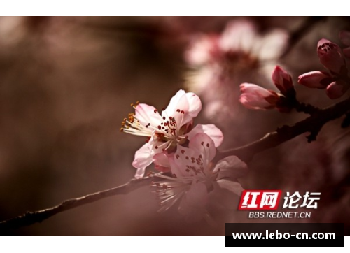 梅春：绽放山野，绕梦飞舞